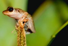 El coquí, esa pequeña rana de apenas unos centímetros, es una especie endémica de Puerto Rico y uno de los símbolos más entrañables de nuestra identidad nacional.