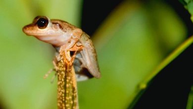 El coquí, esa pequeña rana de apenas unos centímetros, es una especie endémica de Puerto Rico y uno de los símbolos más entrañables de nuestra identidad nacional.