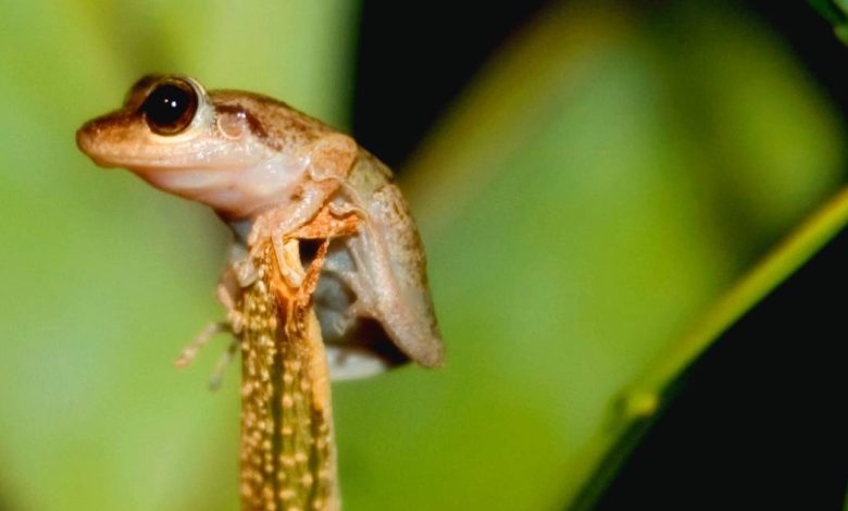 El coquí, esa pequeña rana de apenas unos centímetros, es una especie endémica de Puerto Rico y uno de los símbolos más entrañables de nuestra identidad nacional.